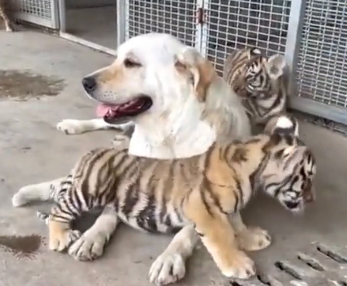 Dog in China raises three tiger cubs abandoned by mother; Internet worried in a few years ‘dog may become their dinner’