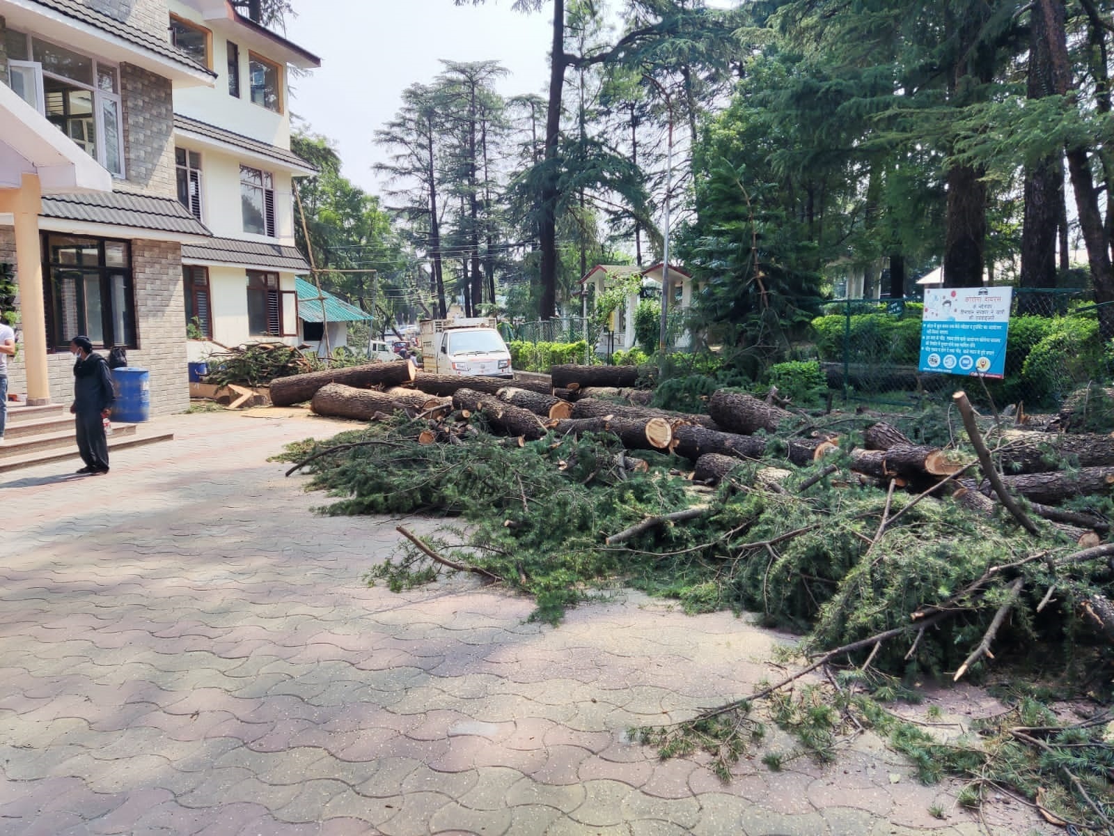 100-year-old deodars in Palampur axed without seeking permission from authorised committee