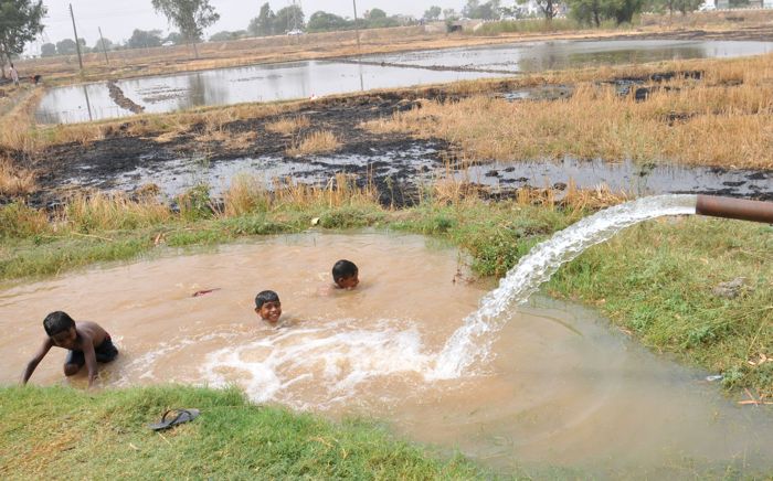 Defying advisory, Punjab farmers water fields for paddy