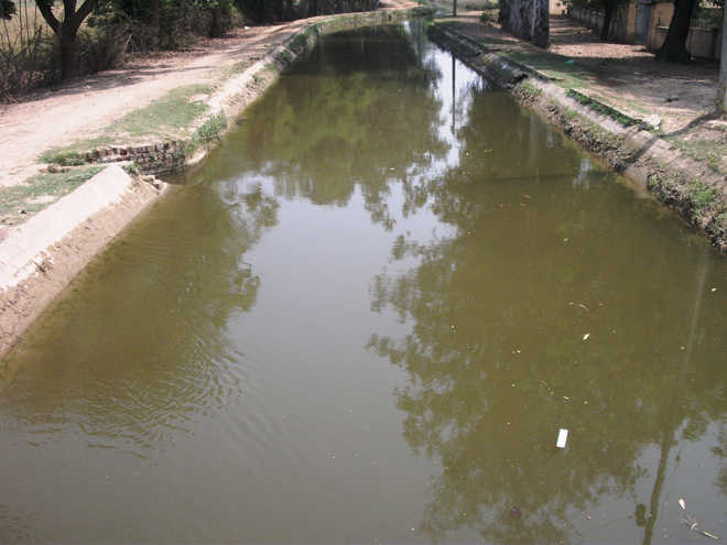 Faridkot: Harike canal water polluted, alert sounded