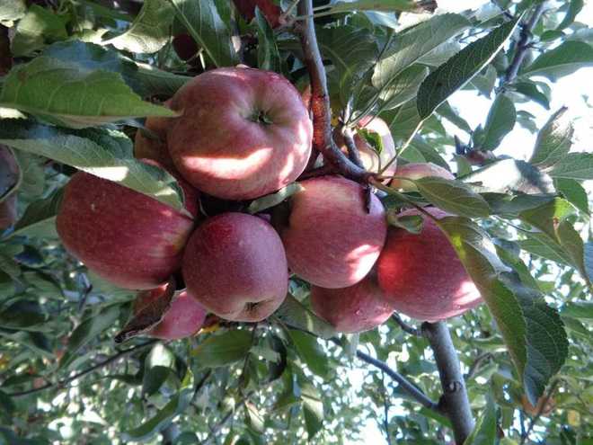 Horticulture Department of Himachal pegs apple production at 3 crore boxes