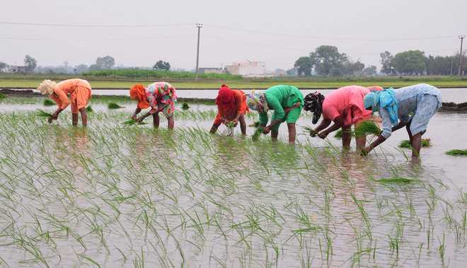 Staggered paddy sowing in Punjab from June 18