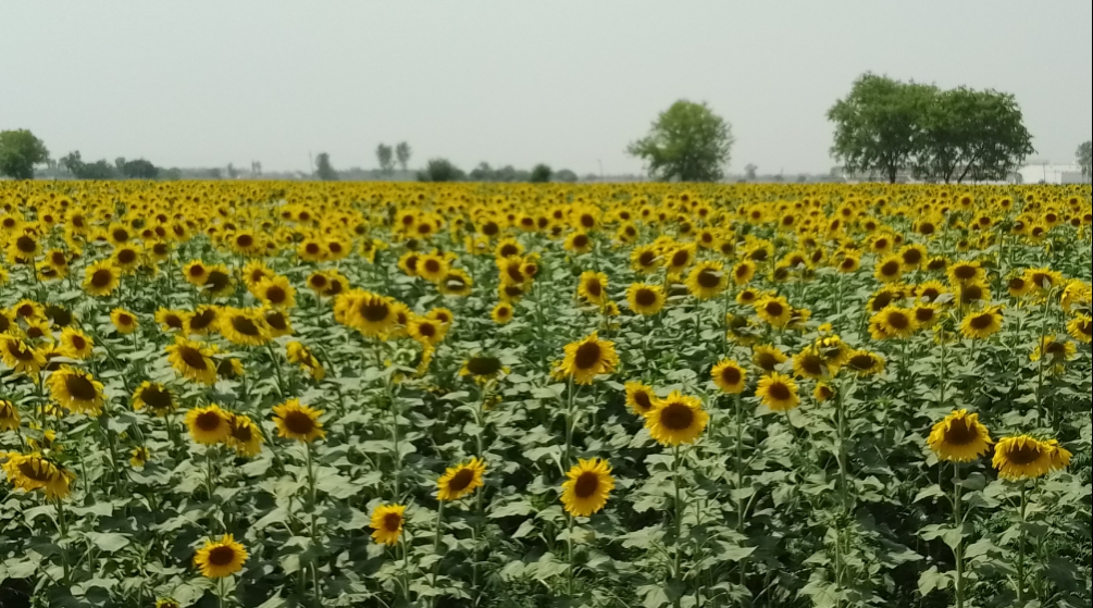 Sunflower yield low, nixes Haryana farmers’ chances to make profits
