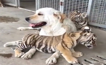 Dog in China raise three tiger cubs abandoned by mother; Internet worried in a few years ‘dog may become tigers dinner’
