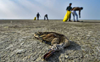 700 dead birds dumped in the open at Lalru