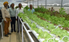 Hydroponic farming introduced in state
