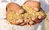 Fixing MSP for rabi crops a challenge for Centre