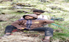 ITBP rescues two trekkers stranded for over 48 hours in Uttarakhand