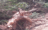 Khair trees felled illegally, road constructed to transport wood