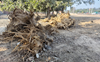 4K trees may be axed for 2 road projects in Faridabad