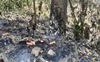 Roadside trees burnt in Sangrur farm fires