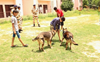 Chandigarh: ITBP’s retired dogs to help children with special needs