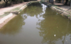 Harike canal water polluted, alert sounded