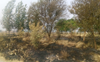 Admn takes serious note of stubble burning incidents