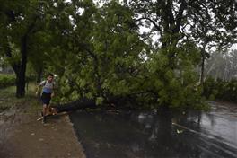 Gusty winds uproot over 20 trees in Ludhiana
