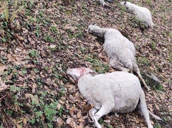 Lightning kills 70 head of sheep, goats in Palampur village