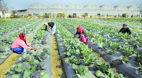 Jalandhar: Integrated technology centre for veggies, fruits at Malsian in Shahkot