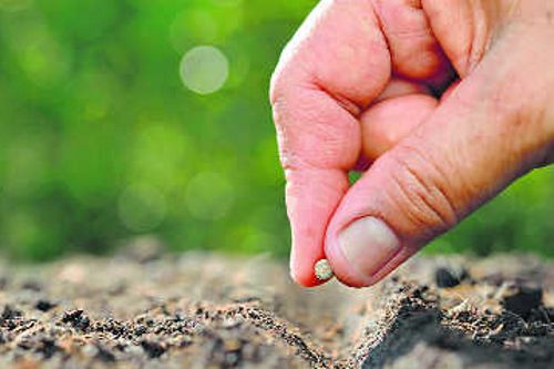 Farmers given flower plant seeds in Mandi