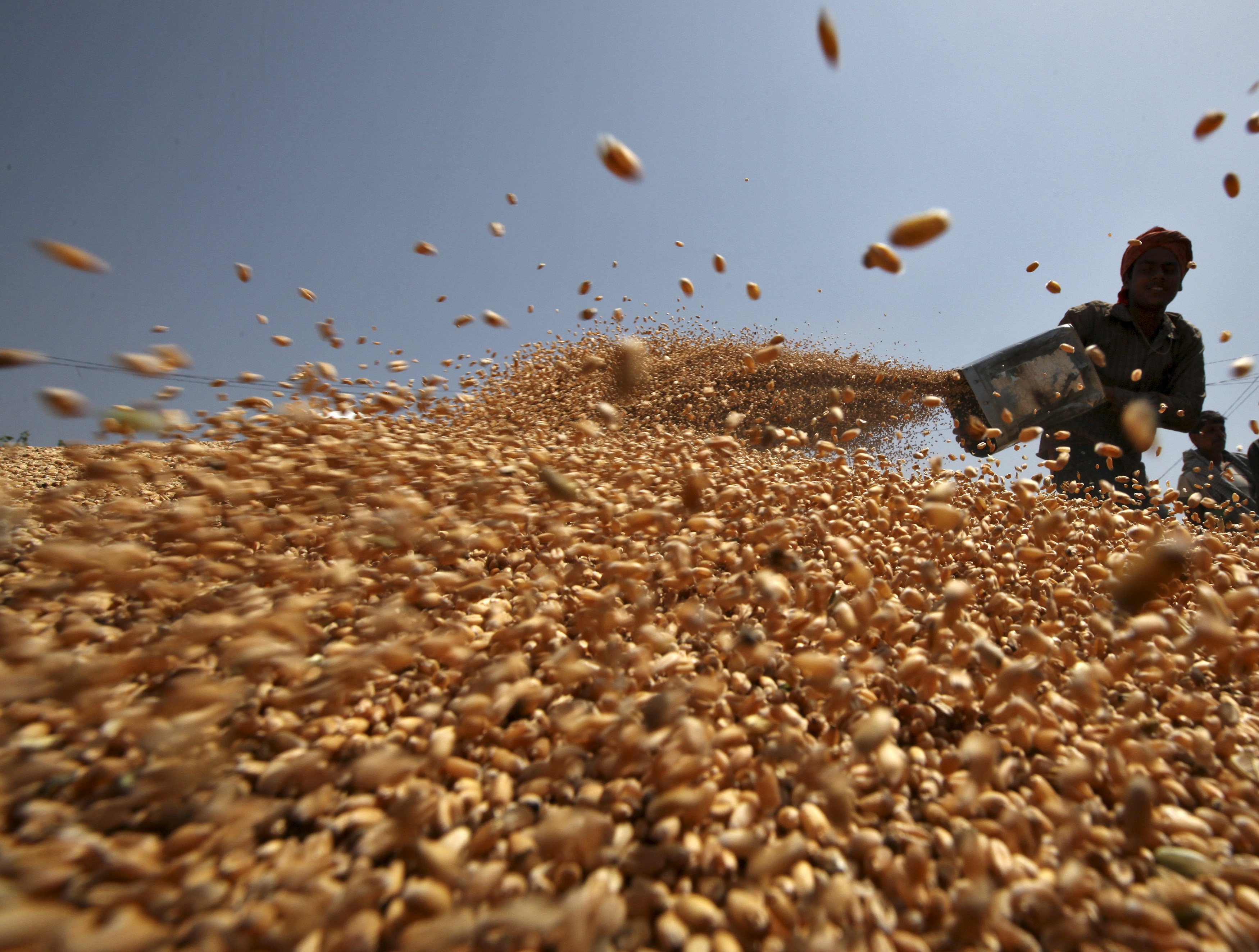 UAE suspends exports and re-exports of Indian wheat for four months
