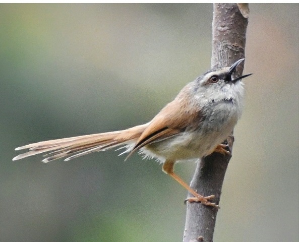 Globally threatened bird grey-crowned prinia spotted at Himachal's Kunihar