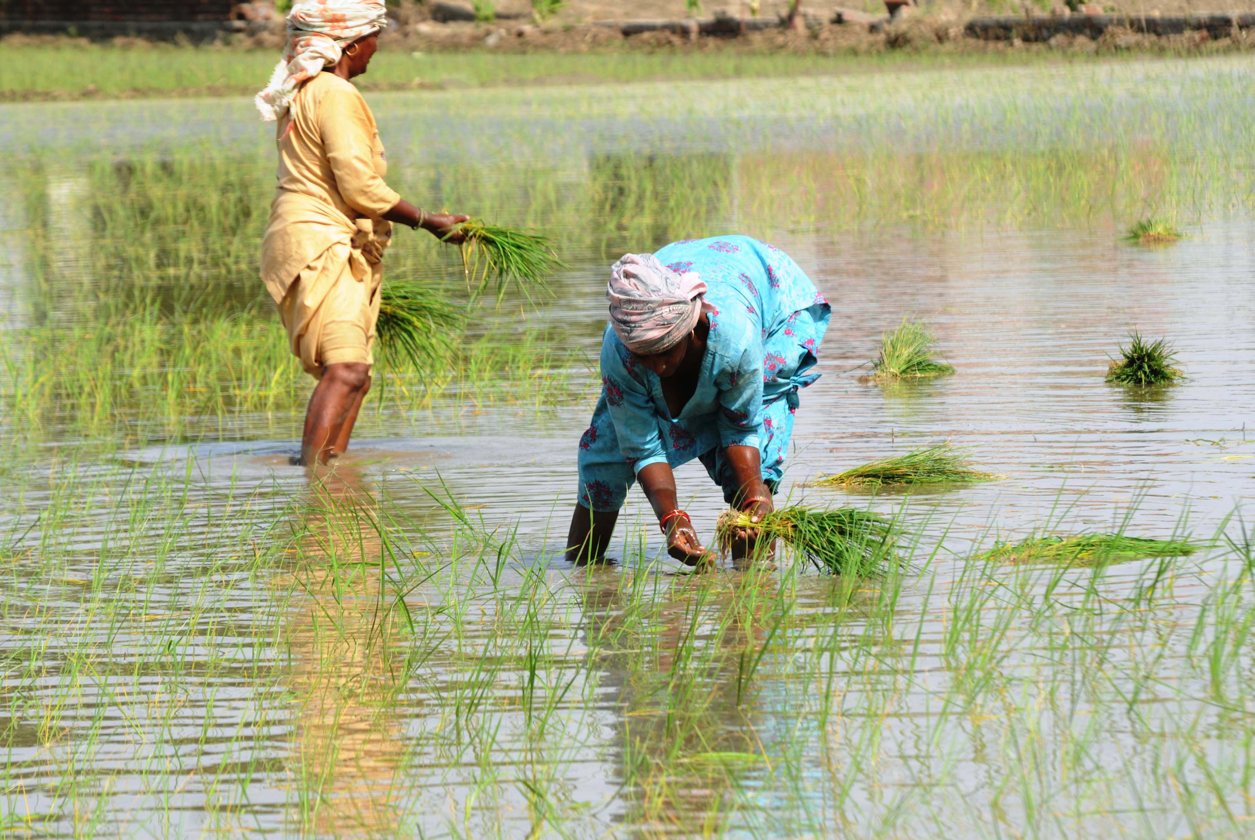Defying ban, Karnal farmers  transplanting paddy