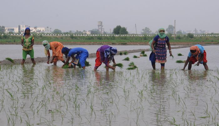 Rs 274 cr spent on diversification, but paddy area up 7.18% in five years: CAG