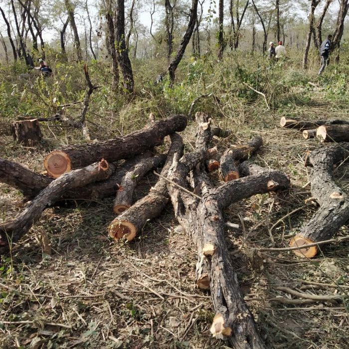 Mohali: Top officials under scanner for 'shielding' DFO in felling of trees in Mirzapur forest