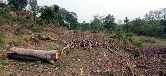 Felling of 3 peepal trees at Dehra subdivision of Kangra district sparks controversy