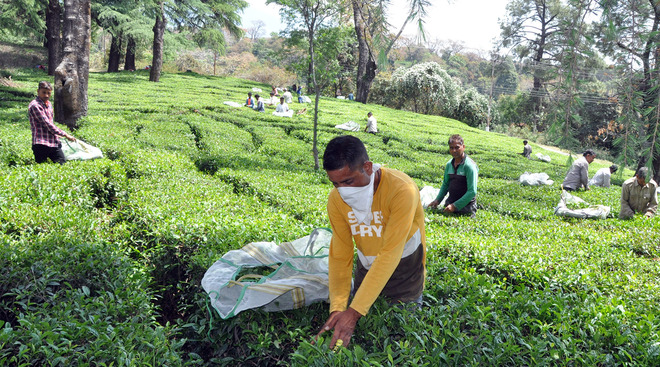 Influx of inferior tea from Nepal poses threat: Panel
