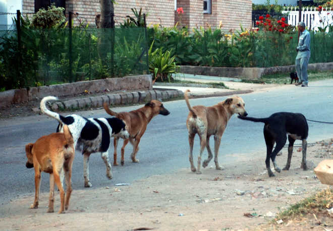 Stray dogs maul 10-year-old boy to death in Kurukshetra