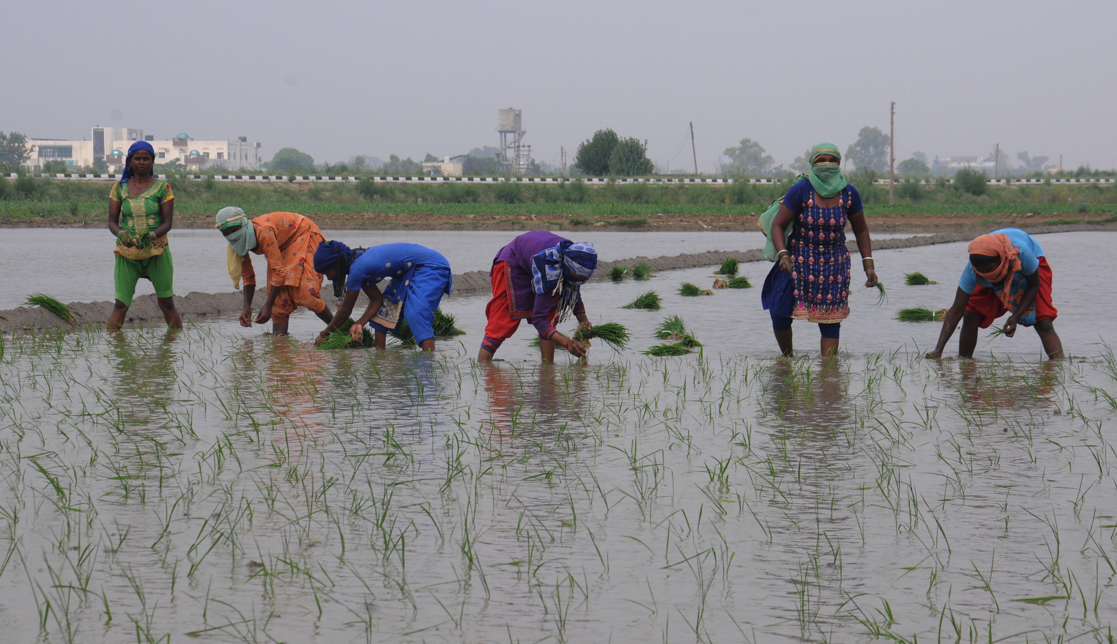 Rain boon for paddy plantation in Malwa