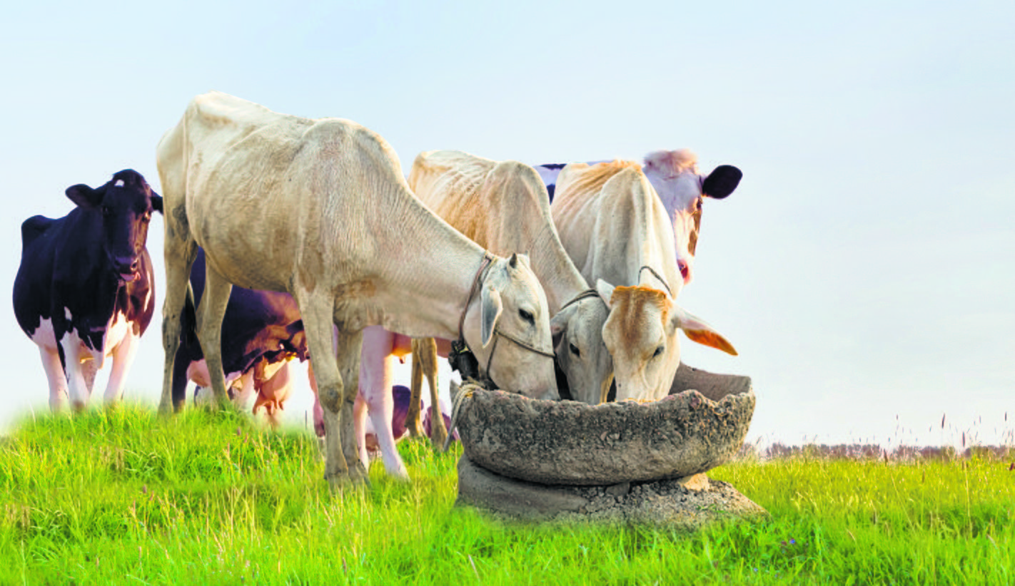 Dairy farming: Policy intervention needed to prop up farmers