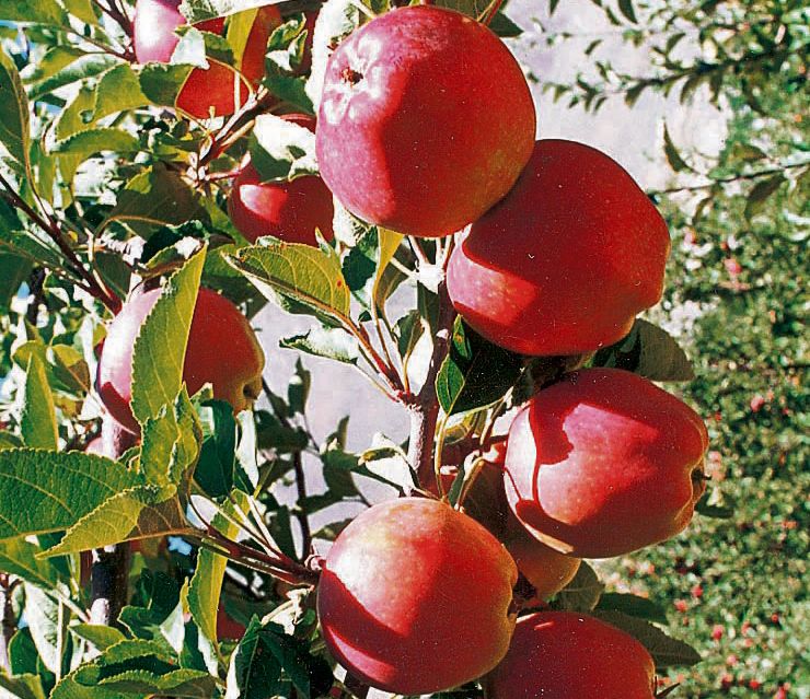 Raise import duty on apple says Jubbal-Kotkha MLA Rohit Thakur