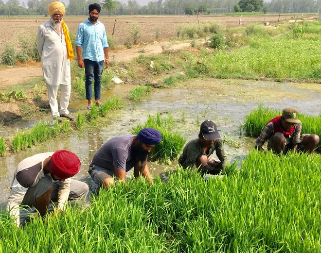 Amritsar agriculture officials encourage farmers to use DSR tech