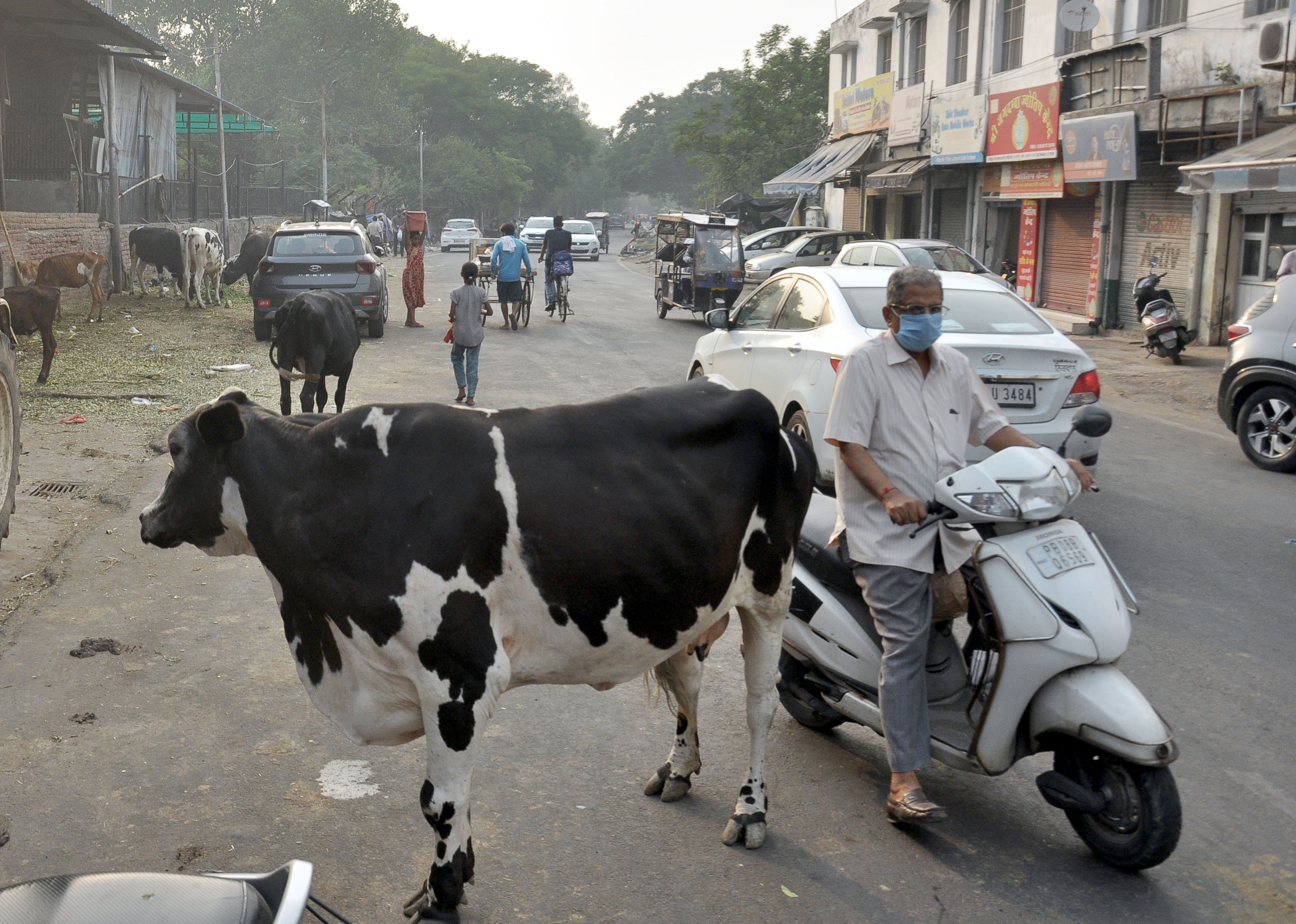 Amritsar: Despite cow cess, stray cattle menace continues
