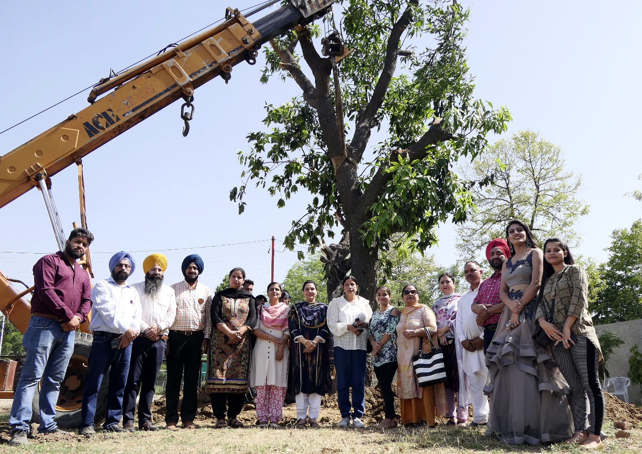 NGOs, KCW transplant 20-yr-old mango tree