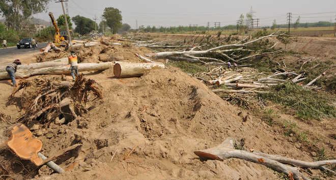 To protest illegal felling of trees, ‘Shok Divas’ observed
