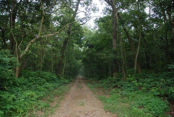 5 Punjab DFOs summoned by Vigilance in forest scam