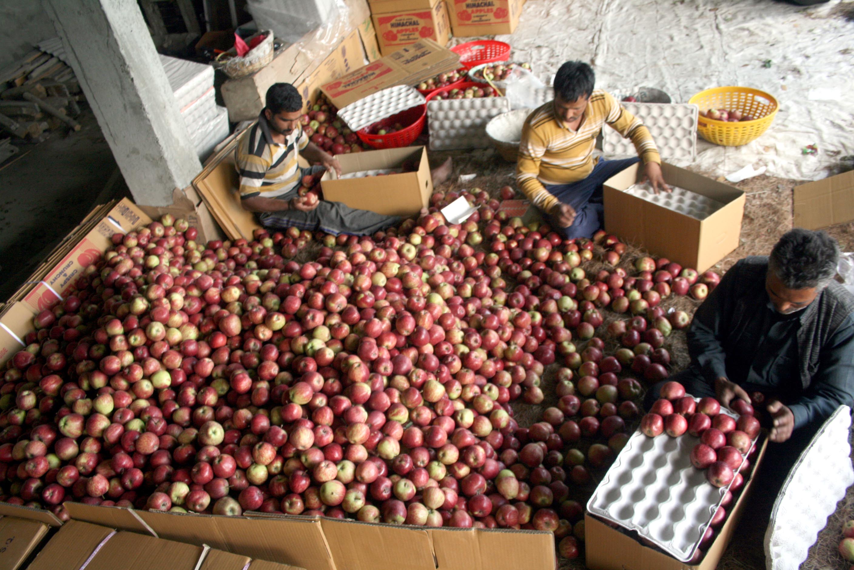 Plastic crates plan for apple marketing in Himachal Pradesh a non-starter