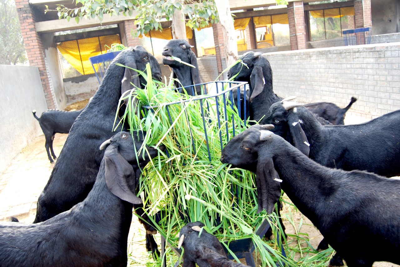 Goat farming a profitable business for youth: Experts