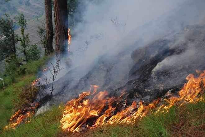 Residents protest burning of tree leaves in Faridkot