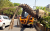 Costly palm trees planted by Amritsar MC wilted, being uprooted