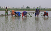 ~274 cr spent on diversification, but paddy area up 7.18% : CAG