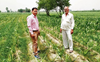 Nearly 1.2K farmers switch to alternative crops in Karnal