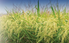 PAU-approved rice varieties getting good response: Expert