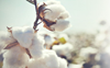 Dept fails to bring 50K hectares under cotton crop in Muktsar