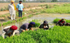 Paddy sowing in Malwa from today