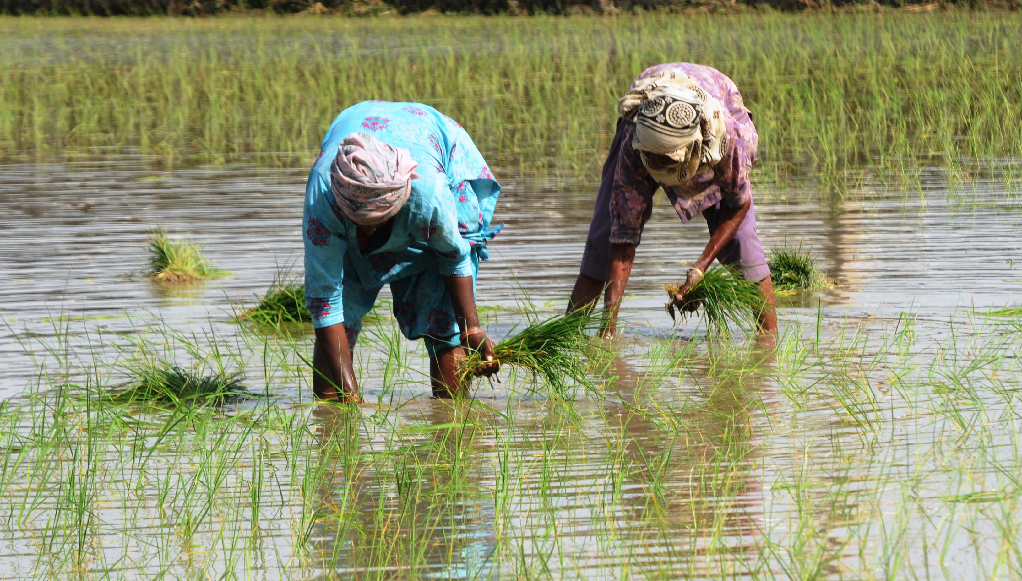 In Ambala district, crop-diversification scheme gets lukewarm response