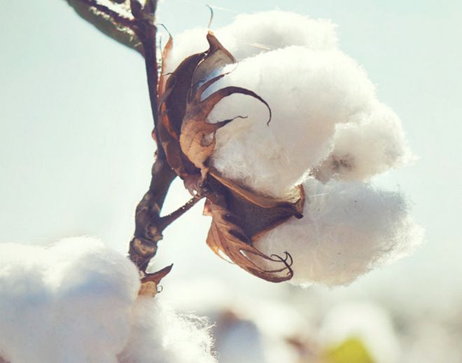 Pest attack on cotton crop for 2nd consecutive year