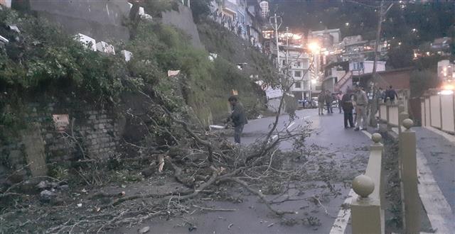 Tree posing threat to commuters on Shimla’s Cart Road axed; traffic remains affected